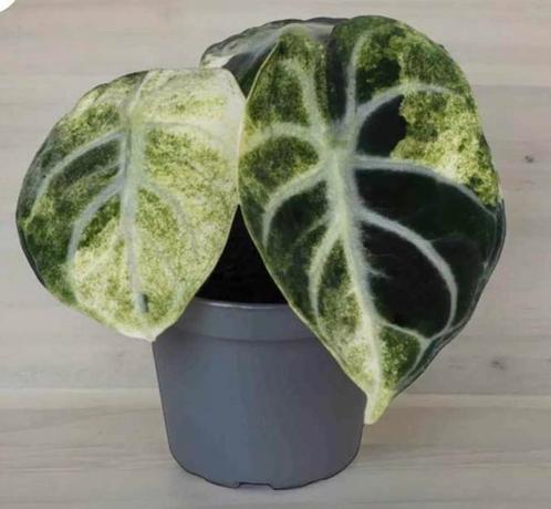 Alocasia  Ninja  Variegata, Huis en Inrichting, Kamerplanten, Overige soorten, Minder dan 100 cm, Halfschaduw, Ophalen of Verzenden