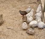 Chinese dwergkwartels, Meerdere dieren, Tropenvogel
