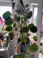 Chinese money plant, Ophalen of Verzenden, Overige soorten, Minder dan 100 cm
