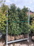 Prunus Lusitanica / Portugese laurier, Tuin en Terras, Laurier, Struik, Ophalen, 100 tot 250 cm