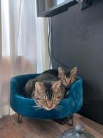 Twee jonge broertjes, Mei, Mannelijk