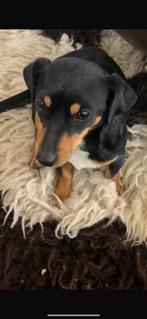 Lief klein teefje zoekt een goed huisje, Dieren en Toebehoren, Honden | Chihuahua's en Gezelschapshonden, Rabiës (hondsdolheid)