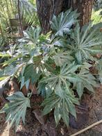 fatsia vingerplant, Tuin en Terras, Planten | Tuinplanten, Ophalen, Zomer, Volle zon