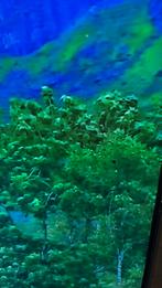 Samsung TV Q75AA 65 inch, Ophalen, 50 Hz, Zo goed als nieuw, Samsung