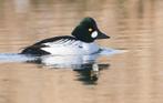 Watervogels diverse soorten, Dieren en Toebehoren, Pluimvee, Meerdere dieren, Eend
