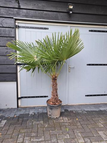 Winterharde palmboom trachycarpus fortunei 