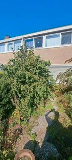 Hazelaar, Tuin en Terras, Planten | Bomen, Ophalen, Halfschaduw, Overige soorten, 100 tot 250 cm