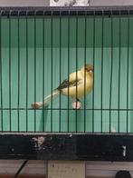 five fancy, Dieren en Toebehoren, Vogels | Kanaries, Mannelijk, Postuurkanarie