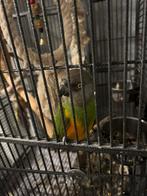 Senegalpapegaai, Dieren en Toebehoren, Vogels | Parkieten en Papegaaien, Mannelijk, Parkiet, Tam