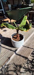 Leuke bananenplant met pot, Ophalen, Overige soorten, Minder dan 100 cm