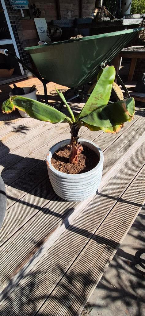 Leuke bananenplant met pot, Huis en Inrichting, Kamerplanten, Overige soorten, Minder dan 100 cm, Ophalen