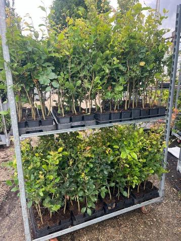 Beukenhaag, Fagus sylvatica 60 tot 80 cm cm hoog € 1,95 p.st beschikbaar voor biedingen