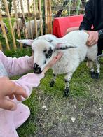 Schoonebeek Fleslam, Dieren en Toebehoren, Schapen, Geiten en Varkens, Meerdere dieren, Schaap