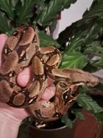 Boa Constrictor Imperator 1 jaar, Slang, 0 tot 2 jaar
