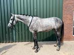 Gezocht! Brave D of E pony!, Dieren en Toebehoren, Paarden en Pony's | Overige Paardenspullen, Ophalen