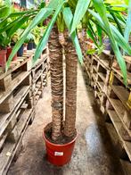 Yucca elephantipus - 2m hoog, Ophalen