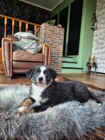 Newfoundlander x australian shepherd pup, Dieren en Toebehoren, CDV (hondenziekte), Nederland, Reu, Eén hond