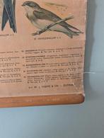 Schoolplaat vogels Nederland, Ophalen of Verzenden, Natuur en Biologie