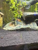 Nog 5 oranje platy babys te koop, Vis