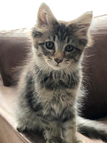 2 Maine coon kittens beschikbaar voor biedingen
