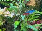 Neon tetra’s, Dieren en Toebehoren, Vissen | Aquariumvissen, Vis