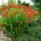 Crocosmia 'Lucifer' Rood. Vaste plant €1,00, Tuin en Terras, Volle zon, Vaste plant, Zomer, Ophalen