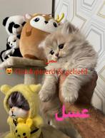 Unieke kans! British Longhair kittens ter adoptie, Meerdere dieren, Ontwormd, 0 tot 2 jaar