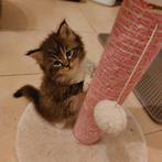Maine Coon Kittens, Meerdere dieren, Ontwormd, 0 tot 2 jaar