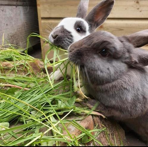 Gezocht: gouden plek voor 1 of 2 koppels konijnen, Dieren en Toebehoren, Knaagdieren en Konijnen | Toebehoren, Ophalen