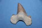 Haaientand Otodus obliquus, Verzamelen, Ophalen of Verzenden, Fossiel