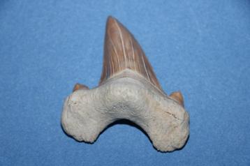 Haaientand Otodus obliquus beschikbaar voor biedingen