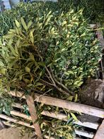 Rhododendron Cunningham White, Ophalen, Volle zon, Overige soorten, Minder dan 100 cm