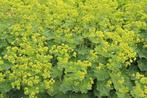 Alchemilla mollis/ Vrouwen mantel, Tuin en Terras, Planten | Tuinplanten, Ophalen, Bodembedekkers, Volle zon, Vaste plant