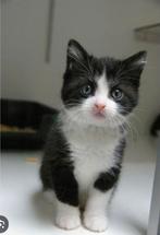 kitten gezocht, Ophalen of Verzenden