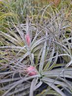 Tillandsia cotton candy, Ophalen of Verzenden, Overige soorten, Minder dan 100 cm