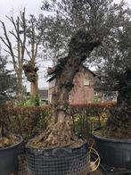 ️Actie️Tekoop olijfboom Olea Europaea, Olijfboom, Zomer, 400 cm of meer, Ophalen