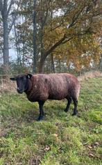 Schaap, Dieren en Toebehoren, Schapen, Geiten en Varkens, Vrouwelijk, Schaap