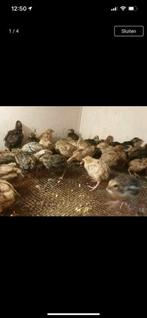 Japanse kwartel kuikens, Geslacht onbekend