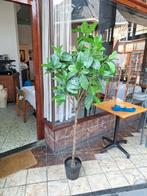 Ikea Fejka kunstplant, magnolia, Huis en Inrichting, Woonaccessoires | Kunstplanten en Kunstbloemen, Ophalen