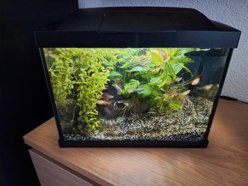 leuk begginners bakje of kweekbakje met deksel beschikbaar voor biedingen