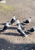 Afghanas duiven, Meerdere dieren, Postduif