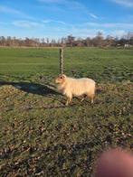 Drentse heideschapen 2 ooien, Februari, Vrouwelijk