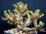Caudex Euphorbia Eureoviridiflora Madagaskar potmaat 12 cm, Overige soorten, In pot, Minder dan 100 cm, Bloeiende kamerplant