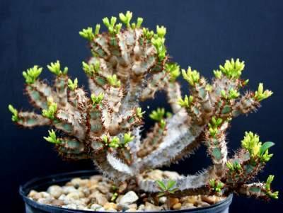 Caudex Euphorbia Eureoviridiflora Madagaskar potmaat 12 cm, Huis en Inrichting, Kamerplanten, Overige soorten, Minder dan 100 cm