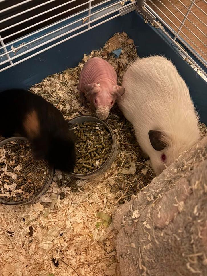 2 babycavias (vrouwtjes) (per 2), Dieren en Toebehoren, Knaagdieren, Vrouwelijk, Cavia, Januari