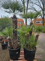 Dikke Chamaerops Humilis Multistam - Europese Dwergpalm, Overige soorten, Volle zon, Vaste plant, Ophalen of Verzenden