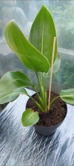 Strelitzia Reginae Paradijsvogelbloemen 30cm, Huis en Inrichting, Ophalen, Overige soorten, In pot