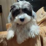 Boomer  pups ( Laatste teefje ), Dieren en Toebehoren, Honden | Chihuahua's en Gezelschapshonden, Maltezer, Nederland, 15 weken tot 1 jaar