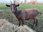 Geit 2 jaar, Dieren en Toebehoren, Schapen, Geiten en Varkens, Vrouwelijk, Geit