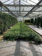 Hedera Hibernica, Ophalen, Overige soorten, Haag, 100 tot 250 cm